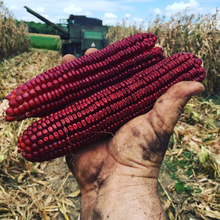 Load image into Gallery viewer, Marsh Hen Mill Organic Heirloom Grains