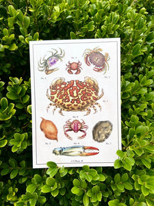 Crab Illustrated Card