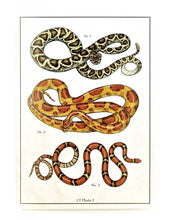 Load image into Gallery viewer, GOGO Snake Illustrated Card
