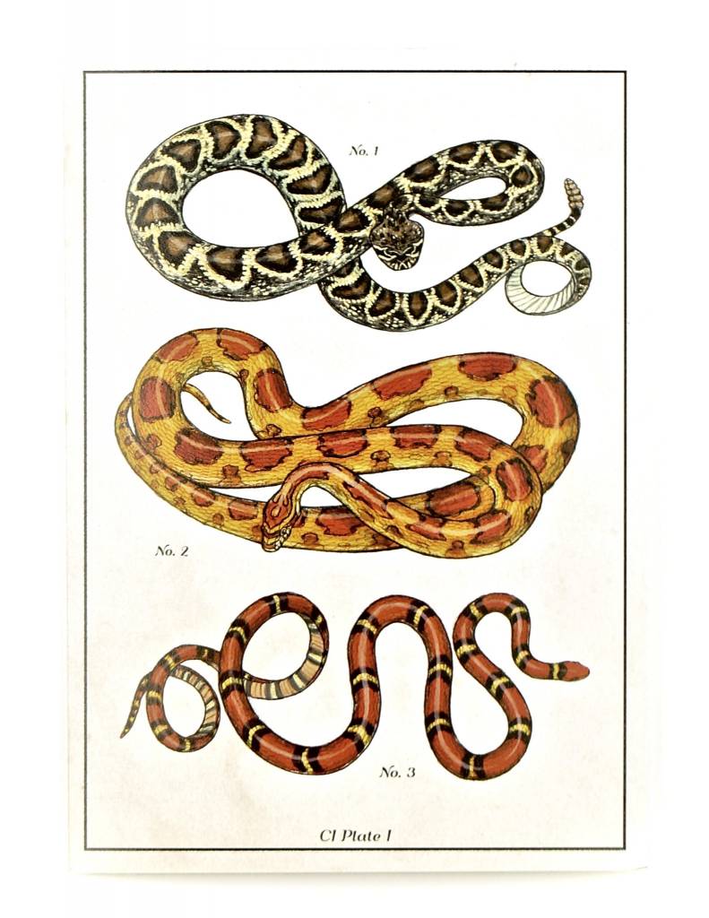 GOGO Snake Illustrated Card